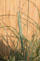 Preview: Amerikanischer Strandhafer 3